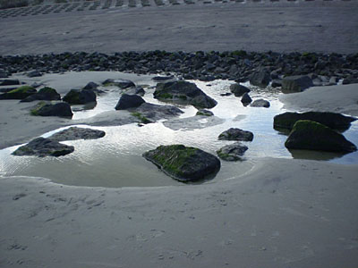 files/Schulleben/Klassenfahrten/Klasse 7 - Wangerooge/wangeroo_watt.jpg